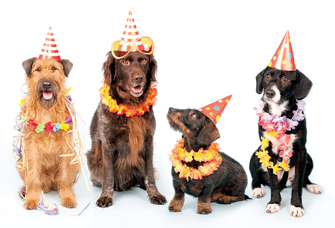 enlargeable picture of a group of dogs with birthday party hats