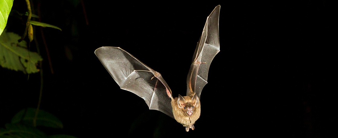 A bat flying in the night