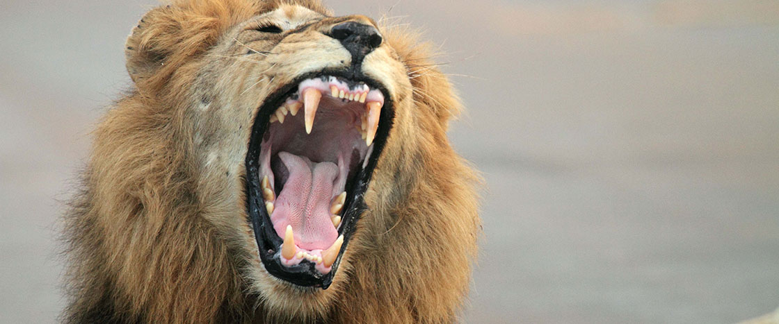 Lion Roar - Sound Effect 