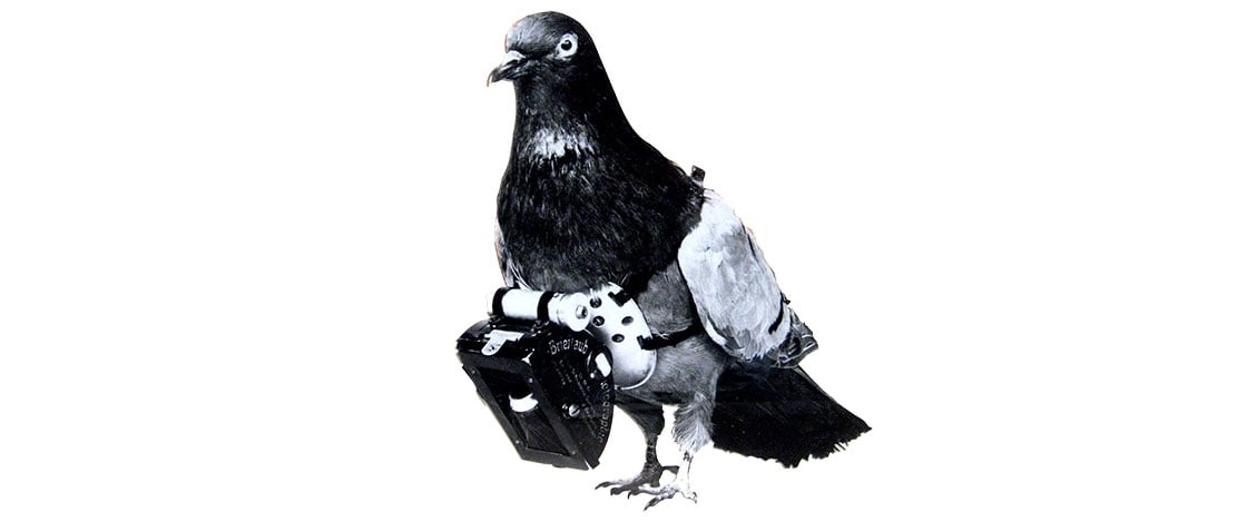 A pigeon with a device around it&apos;s neck