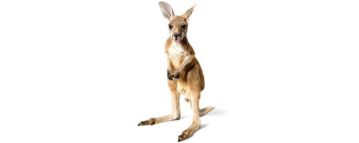 Rocky River Public Library on X: Can you find the joeys in these kangaroo  words? GIGANTIC ALONE CHOCOLATE Can you think of other kangaroo words?  #didyouknow #kangaroowords #words #synonyms #RRPL  /