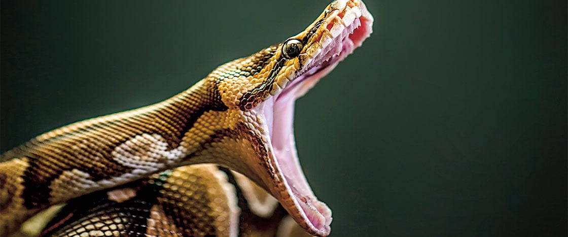 This Tiny Snake Has a Big Mouth - The New York Times