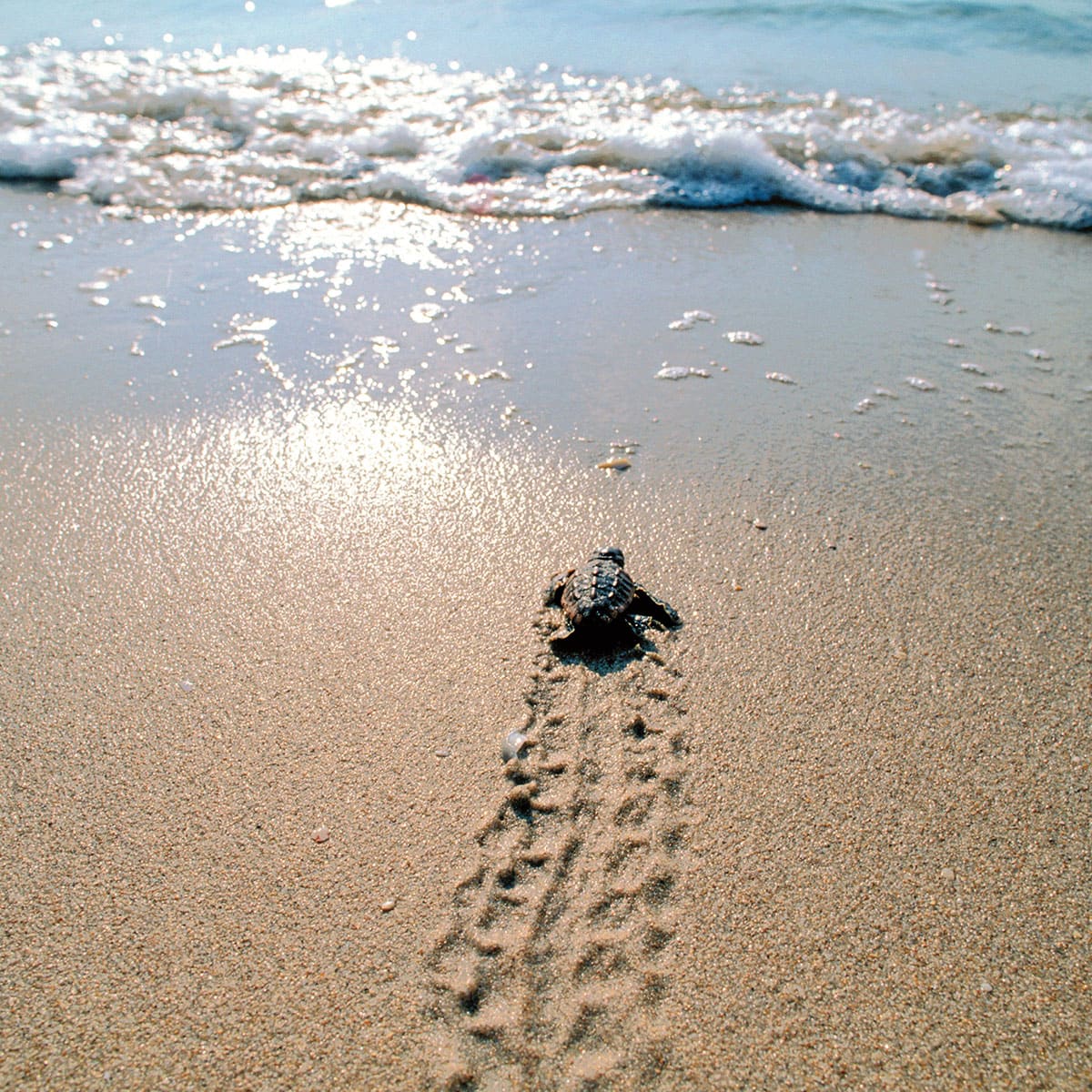 Why are beaches important for the loggerhead. Why are beaches important for the loggerhead