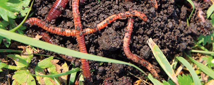 The Day The Worms Moved In