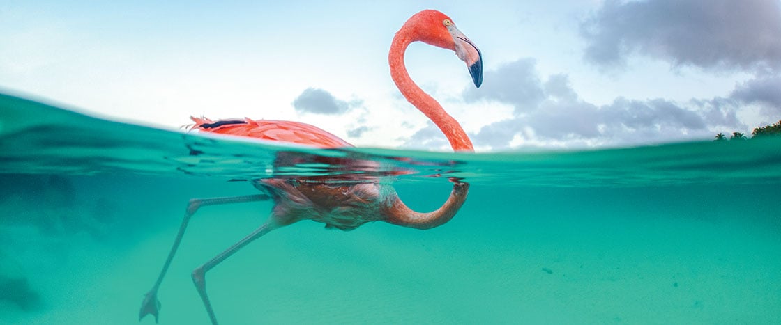 A pink flamingo swimming in the water