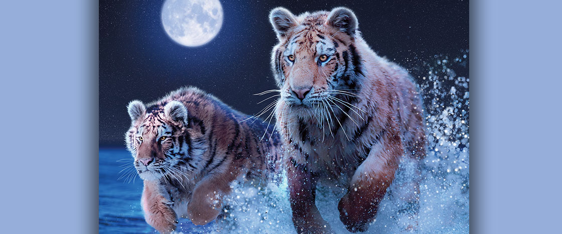 illustration of two large tigers running in water with the moon behind them