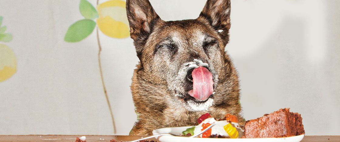 a dog licking food off of its face