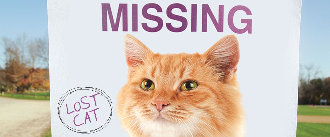 image of a missing poster for a lost cat