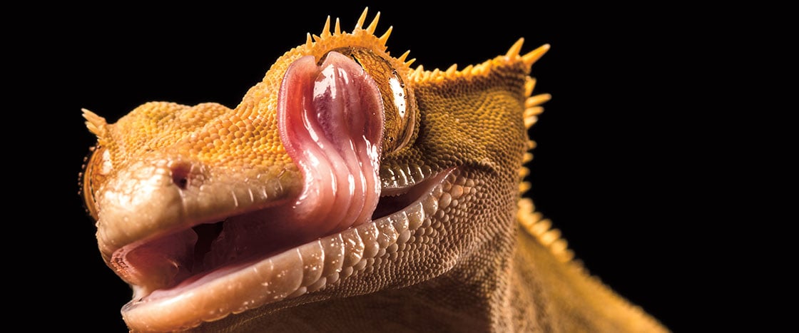 image of a gecko licking its eyeball