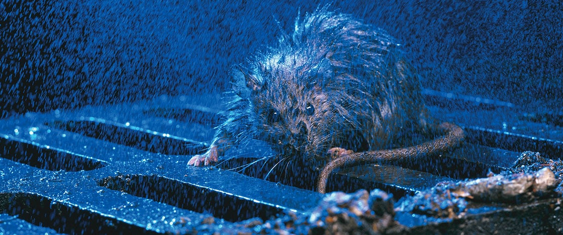 Live Rat Traps: Here's What You Should Know - Dr. Death Pest Control