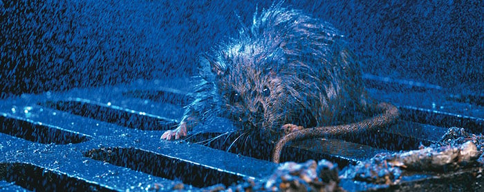 Gruesome 'rat king' made up of 13 rodents whose tails were