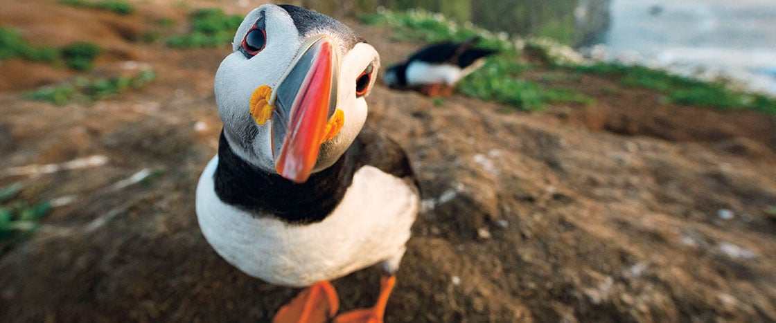 Puffin protectors