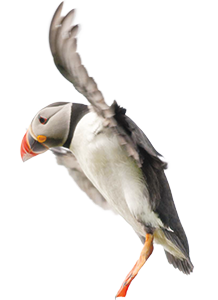 Puffin protectors