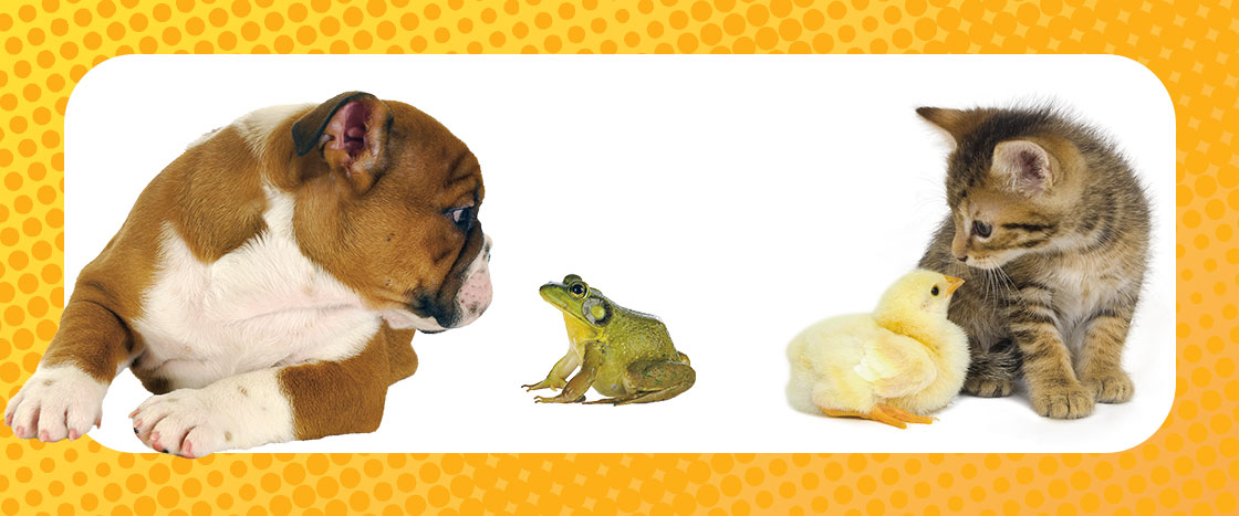a dog looks at a frog while a cat looks at a little duck