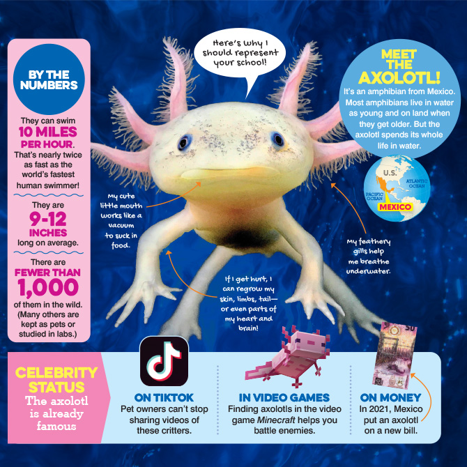 https://storyworks.scholastic.com/content/dam/classroom-magazines/storyworks/issues/2022-23/030123/the-amazing-axolotl-your-new-school-mascot/STO-05-030123-P32-Infographic-MD.jpg