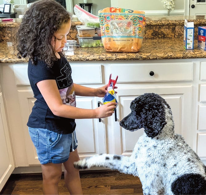 The Best Interactive Dog Toys in 2022 - SitStay