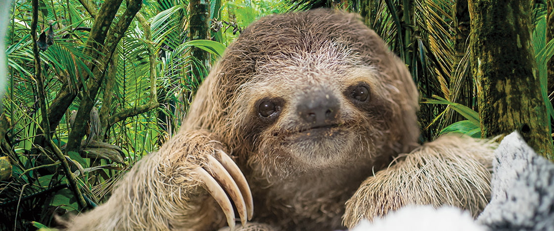 A sloth against a forest background