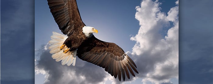 Image of an Bald Eagle flying in the sky