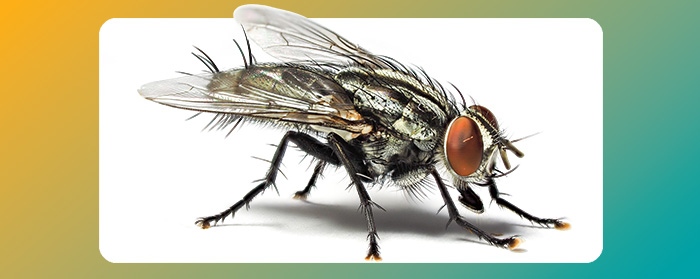 Close-up image of a fly