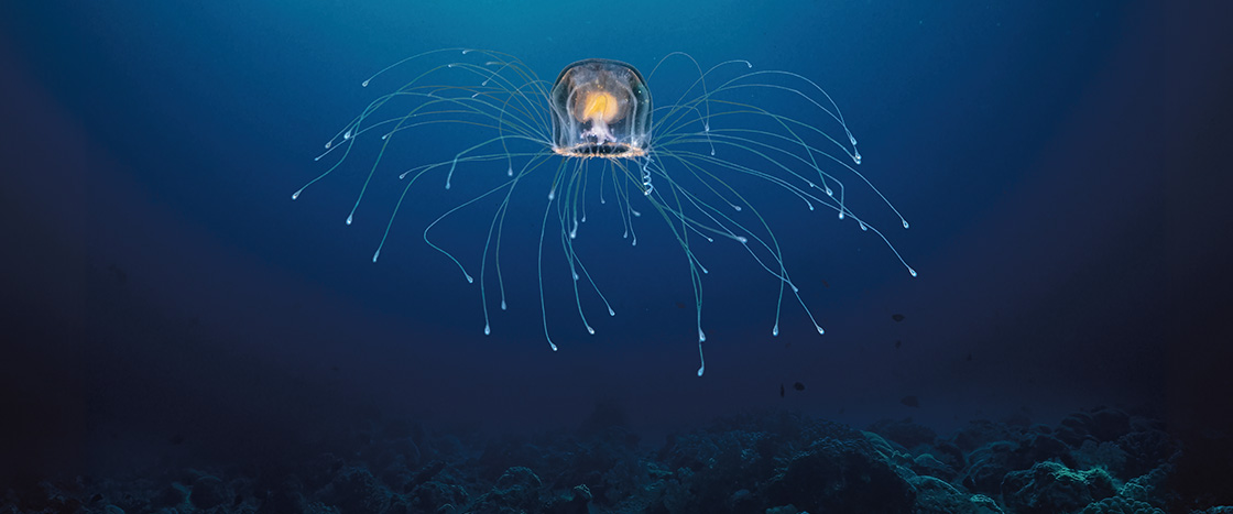 Illustration of a blob with many thing tedrils swimming deep underwater