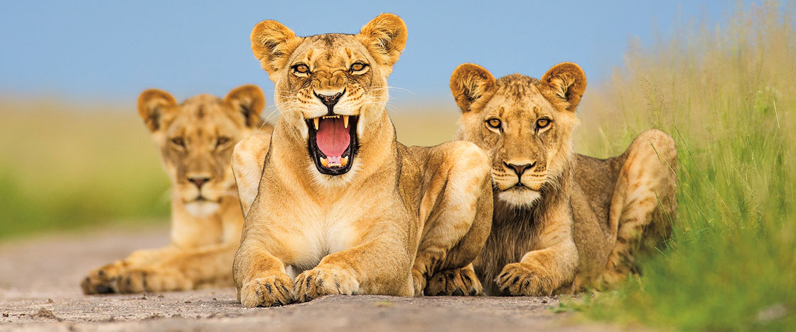 Three lions rest on the ground, one at center opens its mouth wide to reveal its teeth