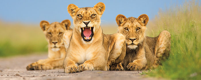 Three lions rest on a dirt path, one with its mouth open wide in a yawn