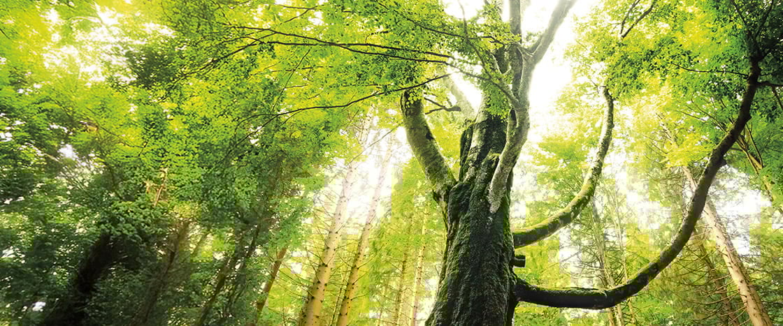 Image of a forest