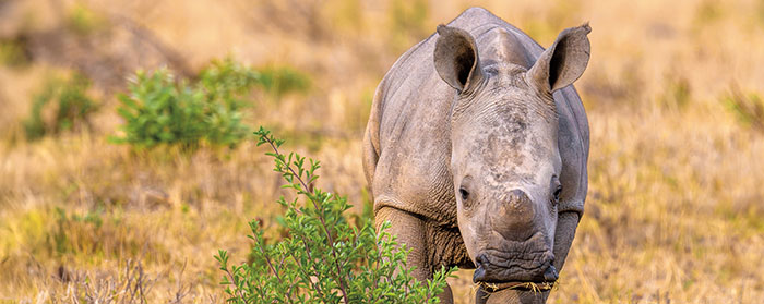 A young rhinoceros stands in a dry grassland beside a small green shrub