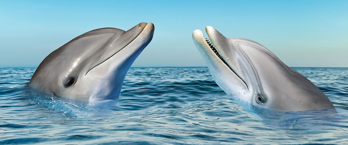 Two dolphins rise above the surface of the ocean and face each other