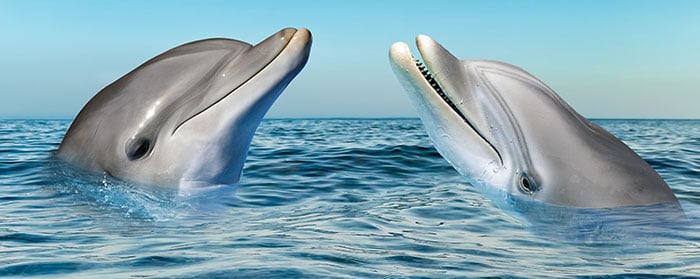 Two dolphins rise above the ocean surface with their heads facing each other