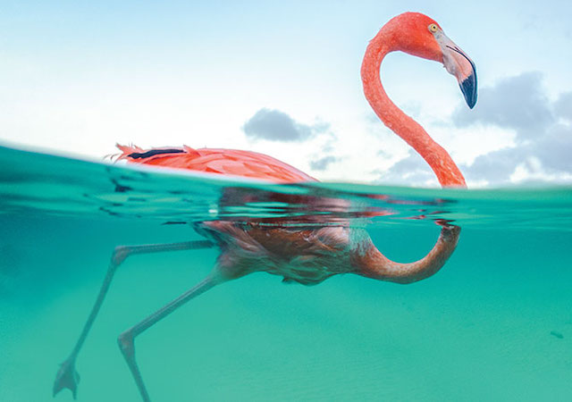 A flamingo in water
