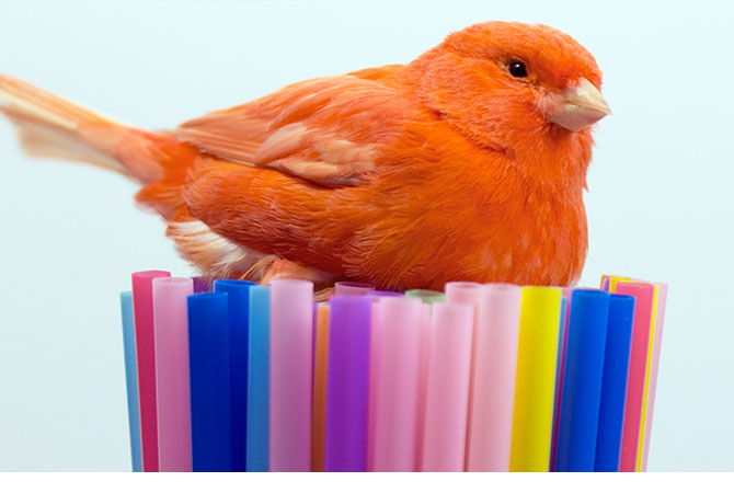 A bird sitting on straws