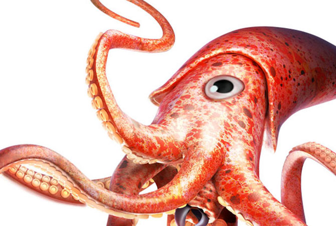 A big squid